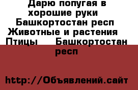 Дарю попугая в хорошие руки - Башкортостан респ. Животные и растения » Птицы   . Башкортостан респ.